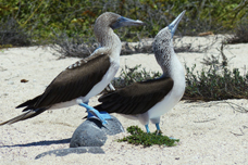 권정호, 푸른발 부비새, 세이무어 섬 사진