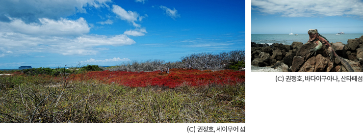권정호, 세이무어 섬 사진과 바다이구아나,산타페섬 사진